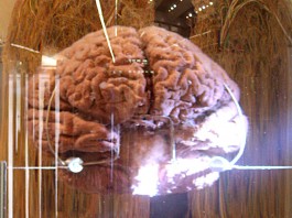 10 datos fascinantes sobre la memoria (II) 10 datos fascinantes sobre la memoria 2