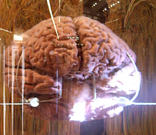 10 datos fascinantes sobre la memoria (II) 10 datos fascinantes sobre la memoria 2