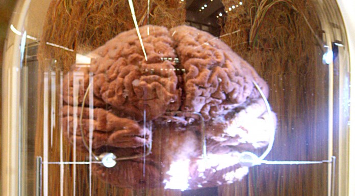 10 datos fascinantes sobre la memoria (II) 10 datos fascinantes sobre la memoria 2