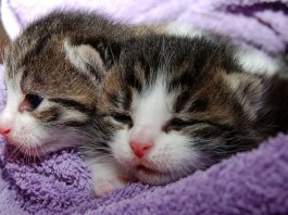 ¿Conoces los riesgos para la salud de tener una mascota? Segunda parte ¿Conoces los riesgos para la salud de tener una mascota? Segunda parte