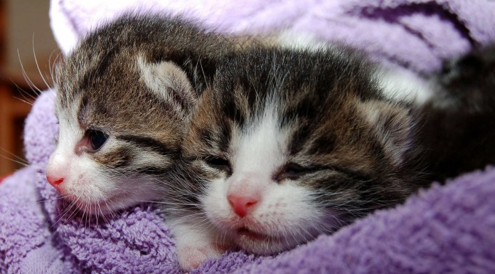 ¿Conoces los riesgos para la salud de tener una mascota? Segunda parte ¿Conoces los riesgos para la salud de tener una mascota? Segunda parte