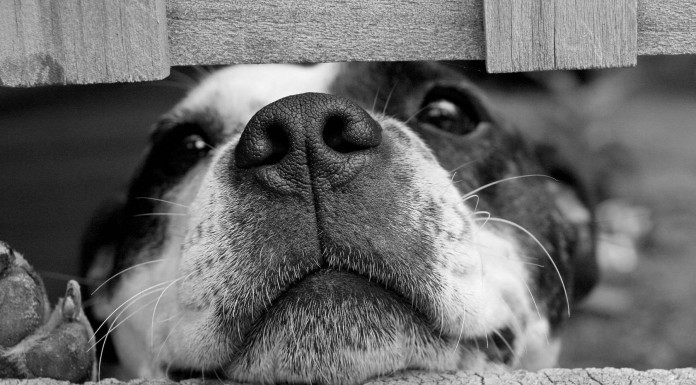 ¿Conoces los riesgos para la salud de tener una mascota? Primera parte ¿Conoces los riesgos para la salud de tener una mascota? Primera parte