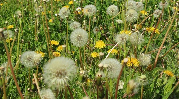 Consejos y remedios para las alergias estacionales Consejos y remedios para las alergias estacionales