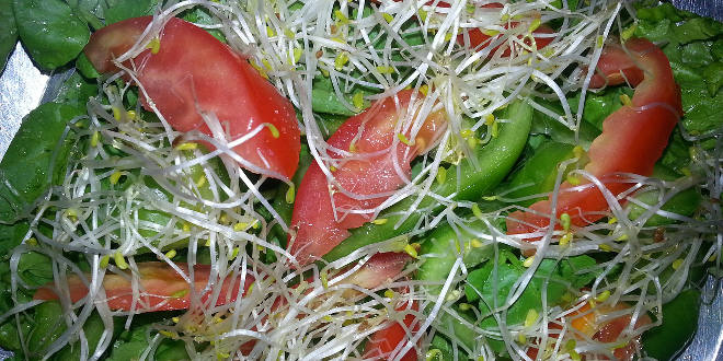 Brotes frescos de alfalfa en ensalda