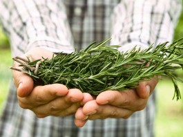 Descubre los principales beneficios del romero para la salud y la belleza Descubre los principales beneficios del romero para la salud y la belleza