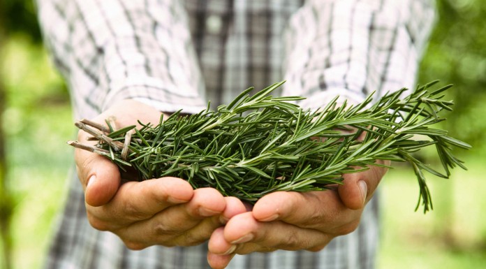 Descubre los principales beneficios del romero para la salud y la belleza Descubre los principales beneficios del romero para la salud y la belleza
