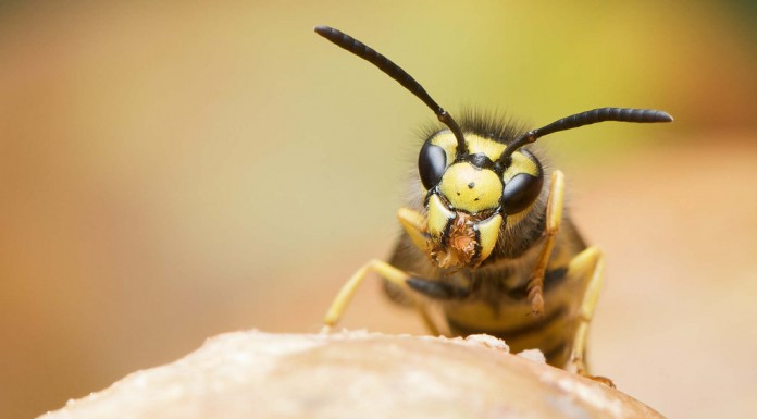 5 remedios caseros para las picaduras de abejas y avispas