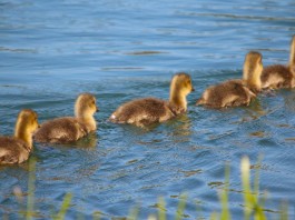 12 formas de ser el tipo de líder que la gente quiere seguir 12 formas de ser el tipo de líder que la gente quiere seguir