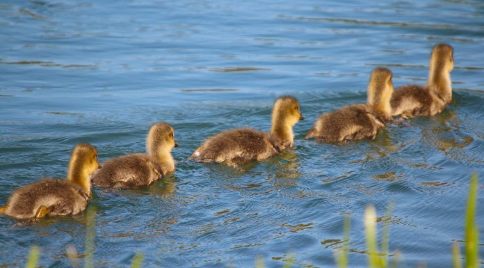 12 formas de ser el tipo de líder que la gente quiere seguir 12 formas de ser el tipo de líder que la gente quiere seguir