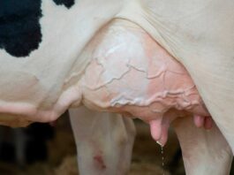 ¿La leche de vaca es mala? | ¡Beneficios y desventajas! la leche de vaca es mala
