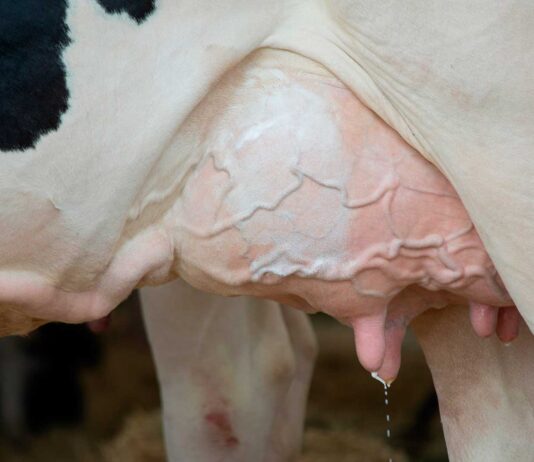 ¿La leche de vaca es mala? | ¡Beneficios y desventajas! la leche de vaca es mala