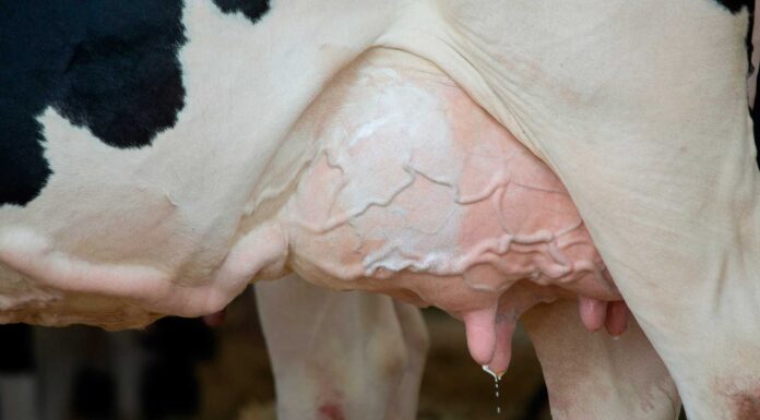 ¿La leche de vaca es mala? | ¡Beneficios y desventajas! la leche de vaca es mala