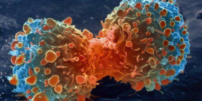 Una molécular podría inhibir el desarrollo de 9 de cada 10 tipos de cáncer