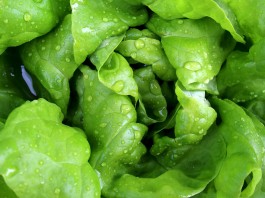 7 razones para comer lechuga a diario 7 razones para comer lechuga a diario