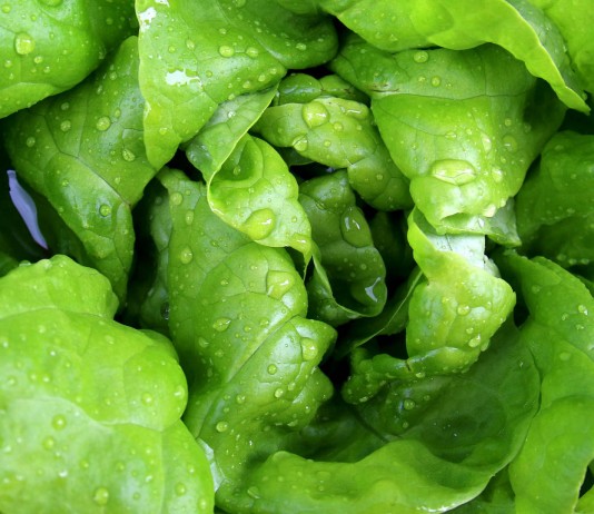 7 razones para comer lechuga a diario 7 razones para comer lechuga a diario