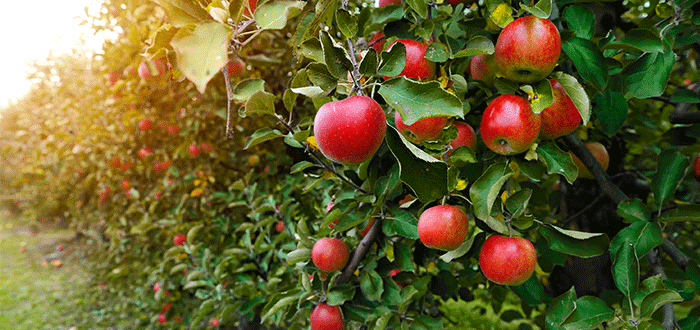 6 Beneficios de la manzana que tienes que conocer 2