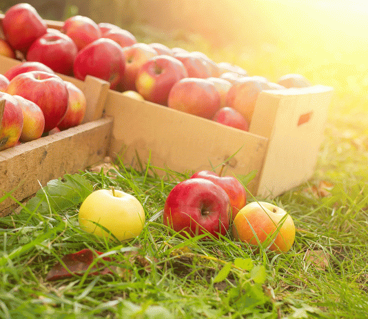6 Beneficios de la manzana que tienes que conocer 6 Beneficios de la manzana que tienes que conocer