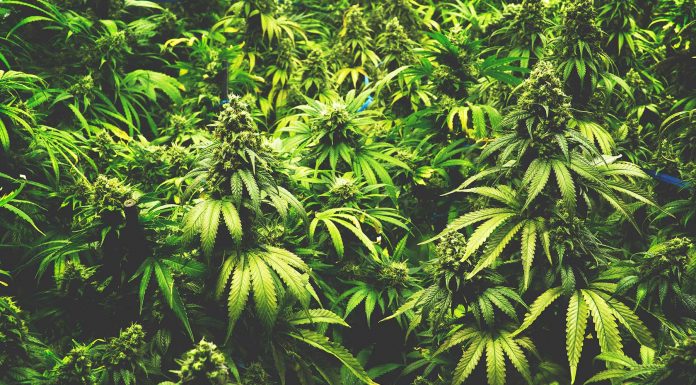 7 Beneficios de la marihuana y el debate sobre su legalización Beneficios de la marihuana