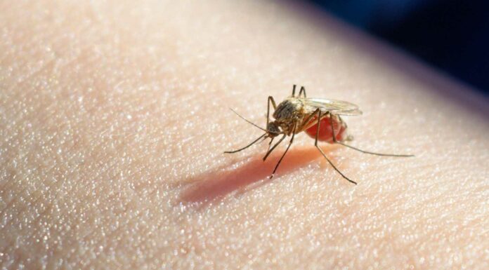 Evita que los mosquitos se te acerquen con estos consejos Evita que los mosquitos se te acerquen con estos consejos