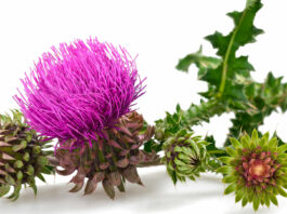 10 beneficios del cardo mariano | La planta curativa para el hígado beneficios del cardo mariano