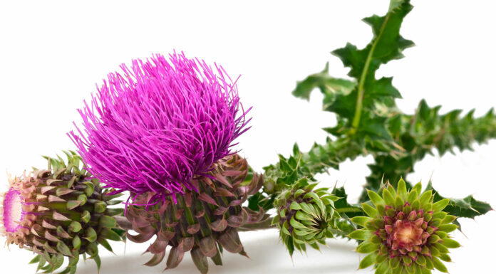 10 beneficios del cardo mariano | La planta curativa para el hígado beneficios del cardo mariano