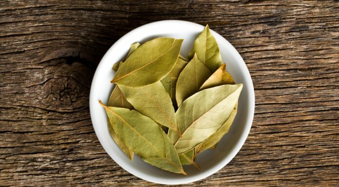 Beneficios del Laurel | La planta curativa de los dioses Beneficios del laurel