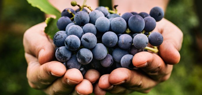 Beneficios de las uvas- Contraindicaciones de comer uvas