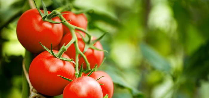 Beneficios del tomate- Qué es el tomate
