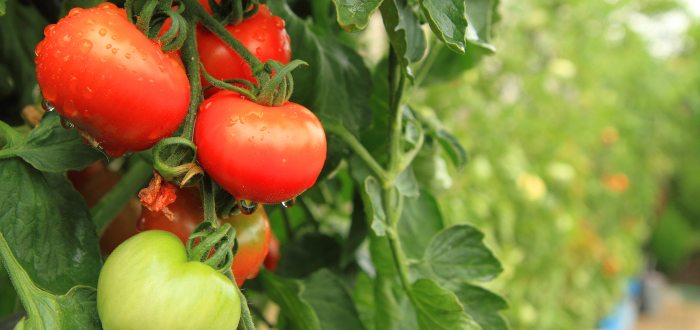 Beneficios del tomate- Variedades del tomate