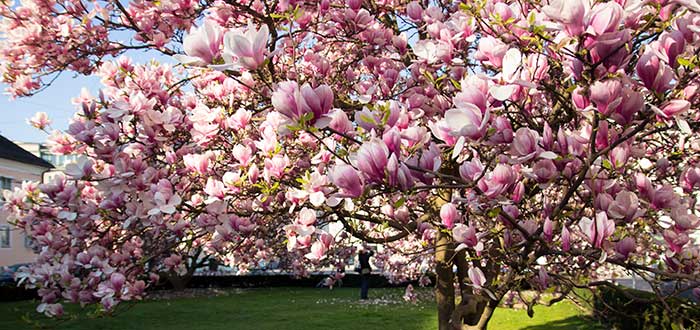 magnolias para las canas