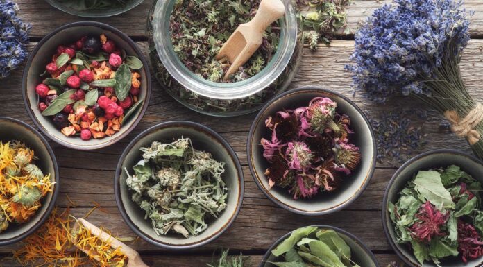 Las 6 mejores plantas medicinales | Medicina natural Las mejores plantas medicinales