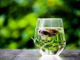 ¿Qué es la grasa parda y qué alimentos la activan? Qué es la grasa parda