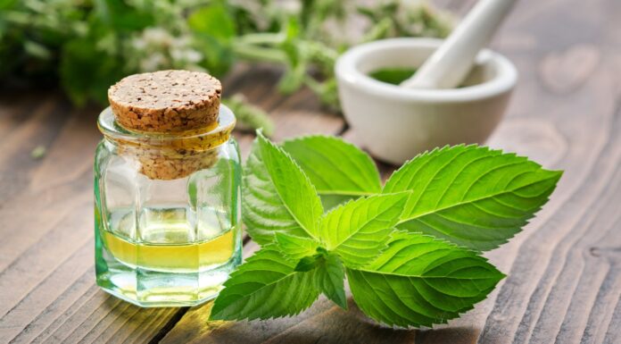 Propiedades de la menta | Desde salud digestiva hasta paz mental Propiedades de la menta